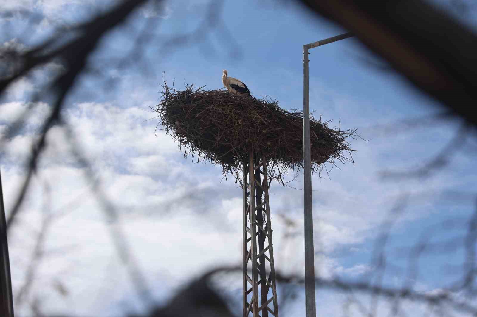Konya’nın leylekleri direkteki yuvalarına geldi

