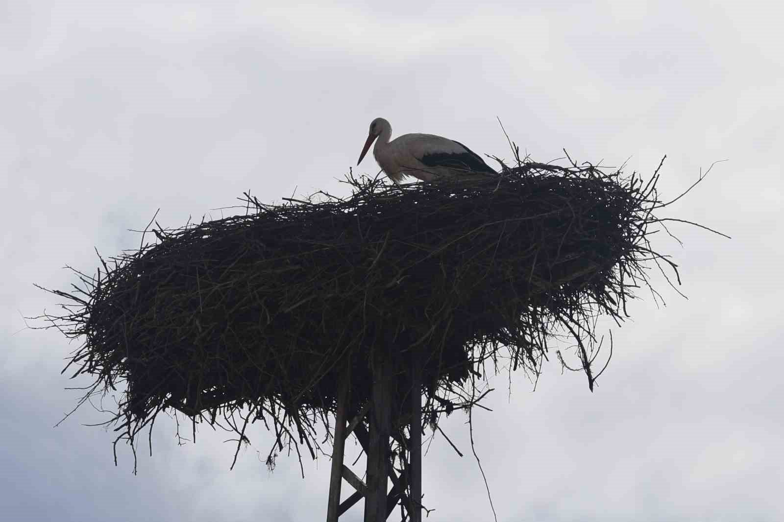 Konya’nın leylekleri direkteki yuvalarına geldi
