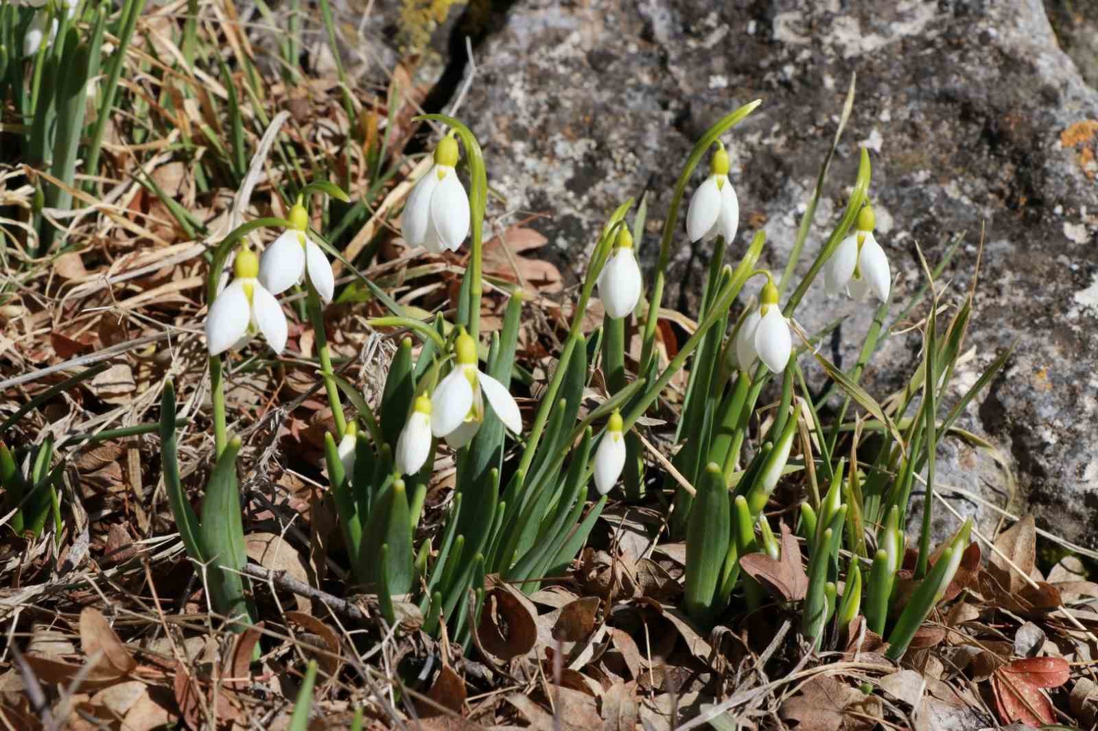 Konya’nın yüksek kesimlerinde kardelenler görücüye çıktı
