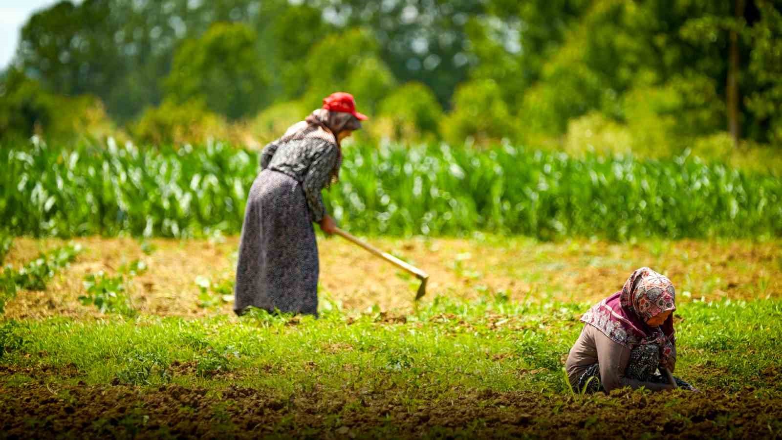 Kooperatif ve birliklere yüzde 75 hibeli tarımsal destek
Kooperatif ve birliklere yüzde 75 hibeli tarımsal destek