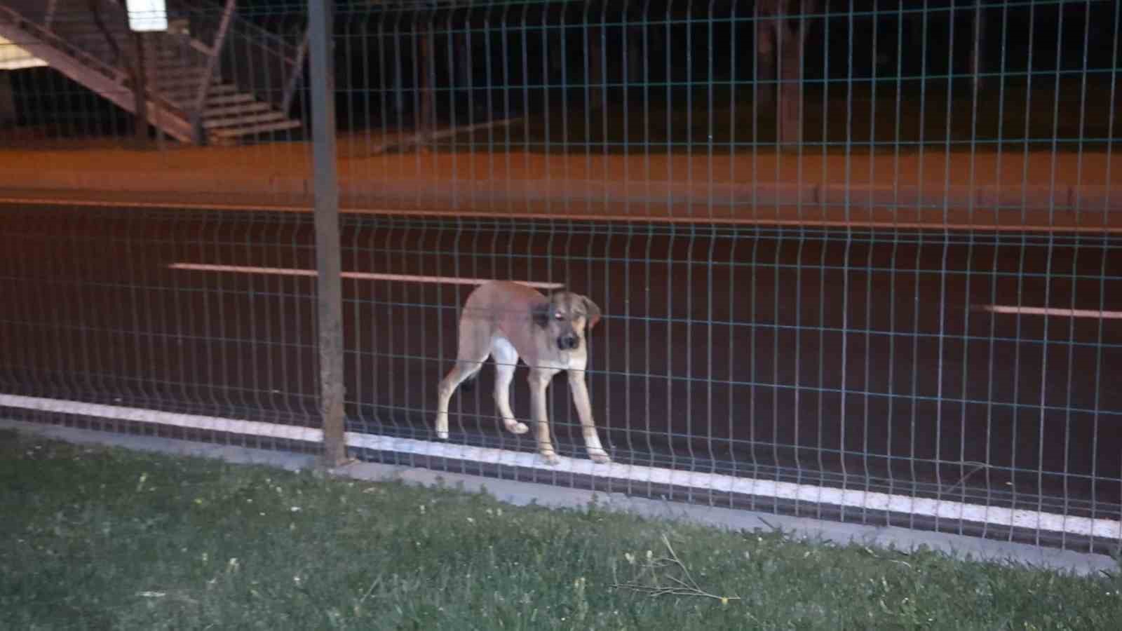 Köpeğe çarpmamak için manevra yapınca takla attı: 2 yaralı
