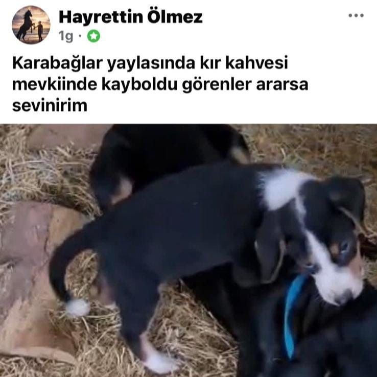Köpeği çalınan vatandaştan hırsıza çağrı
