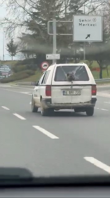 Köpeğin komik anları kamerada
