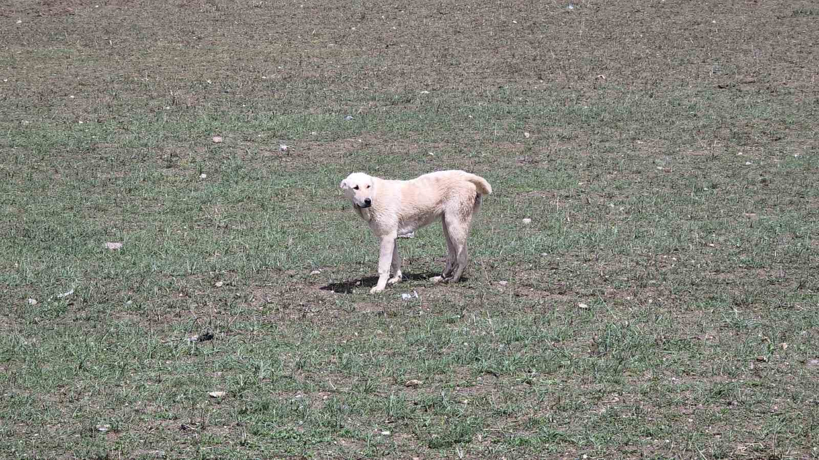 Köpek dehşetinin görüntüleri ortaya çıktı
