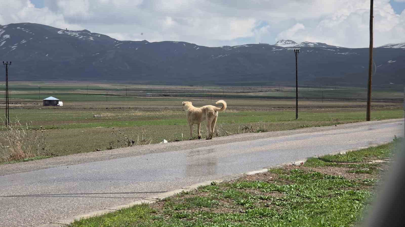 Köpek dehşetinin görüntüleri ortaya çıktı
