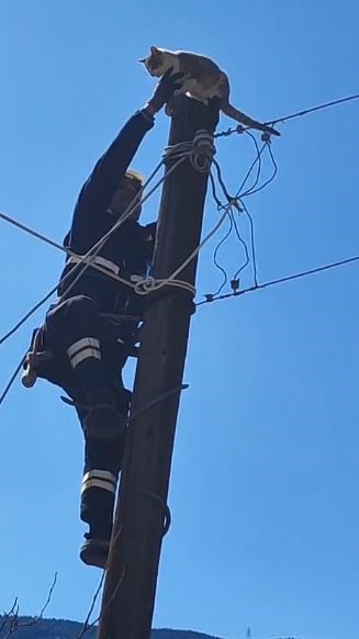 Köpeklerden korkup elektrik direğine çıkan kedi kurtarıldı
