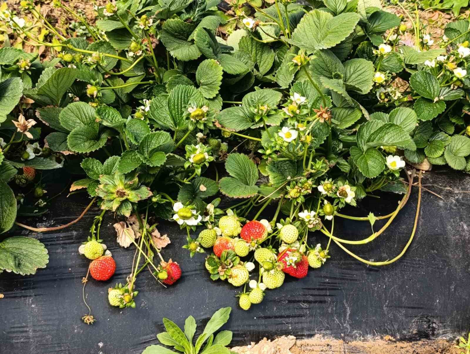 Köprübaşı çileği altın sezonunu yaşıyor
