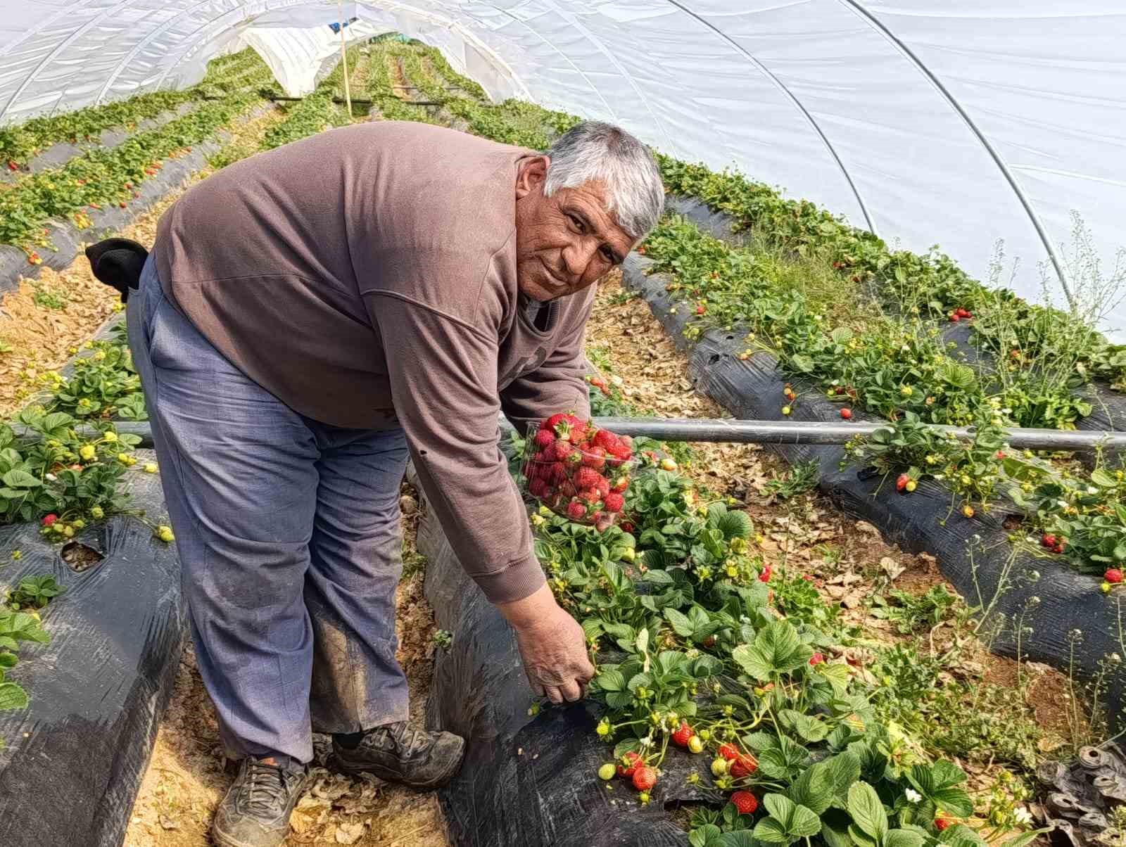 Köprübaşı çileği altın sezonunu yaşıyor
