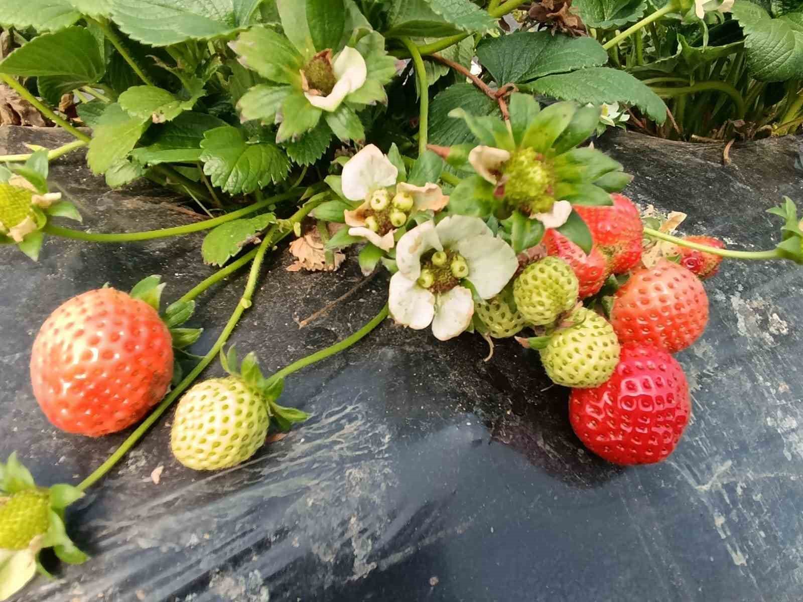 Köprübaşı çileği altın sezonunu yaşıyor
