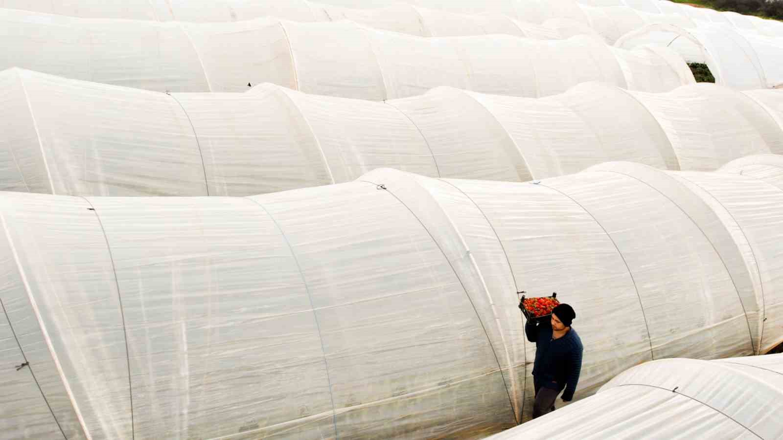 Köprübaşı çileği bu sene de çiftçinin yüzünü güldürdü
