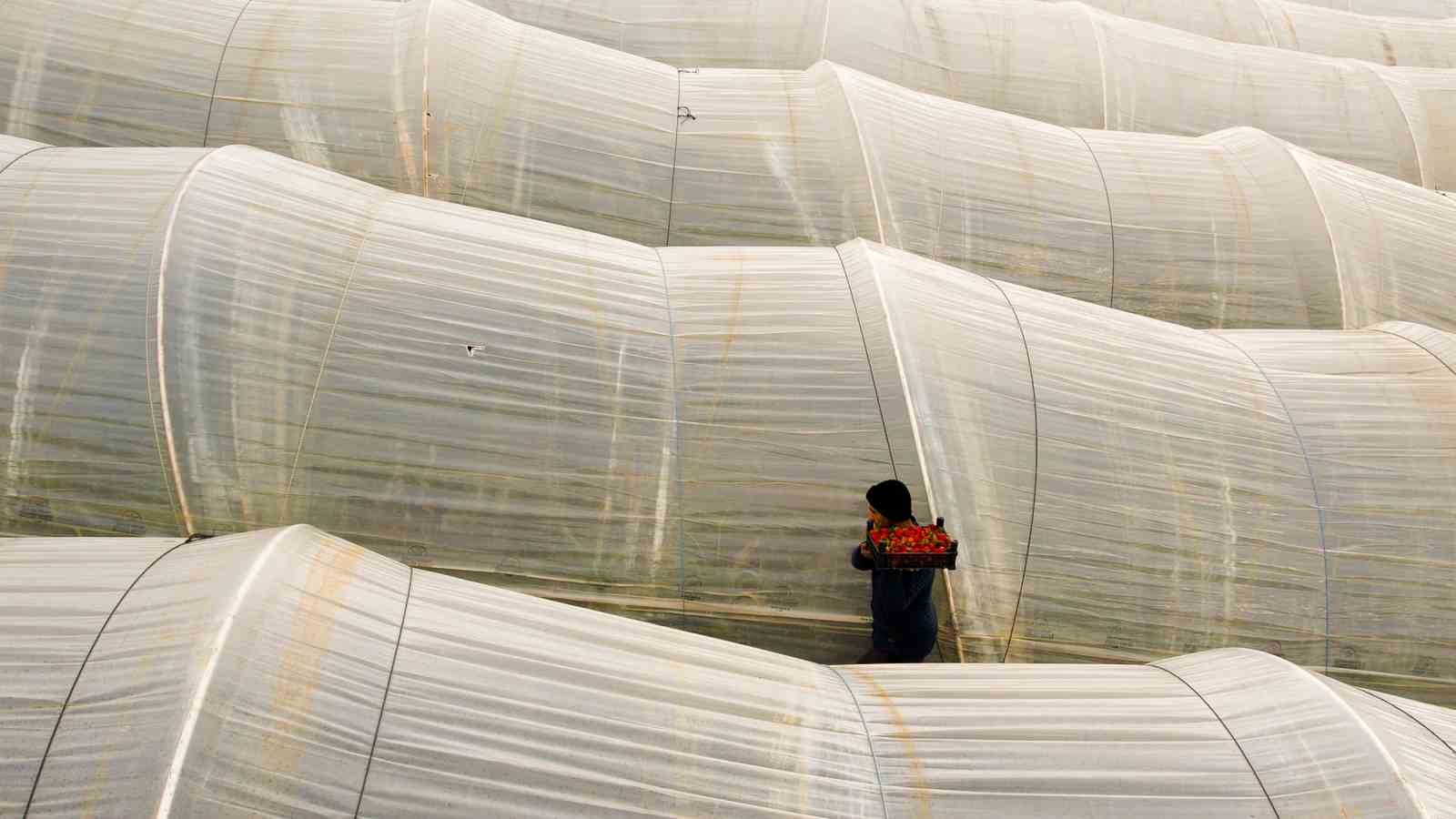 Köprübaşı çileği bu sene de çiftçinin yüzünü güldürdü
