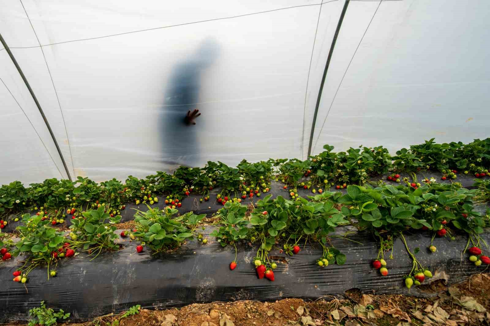 Köprübaşı çileği bu sene de çiftçinin yüzünü güldürdü
