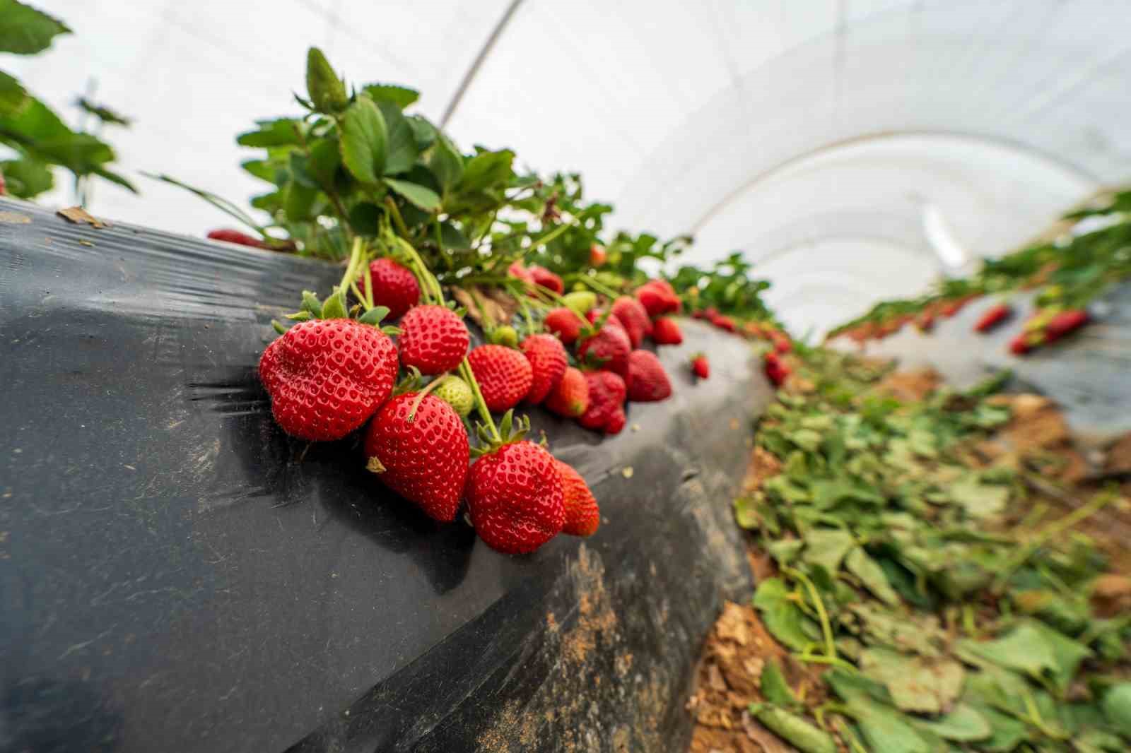 Köprübaşı çileği bu sene de çiftçinin yüzünü güldürdü

