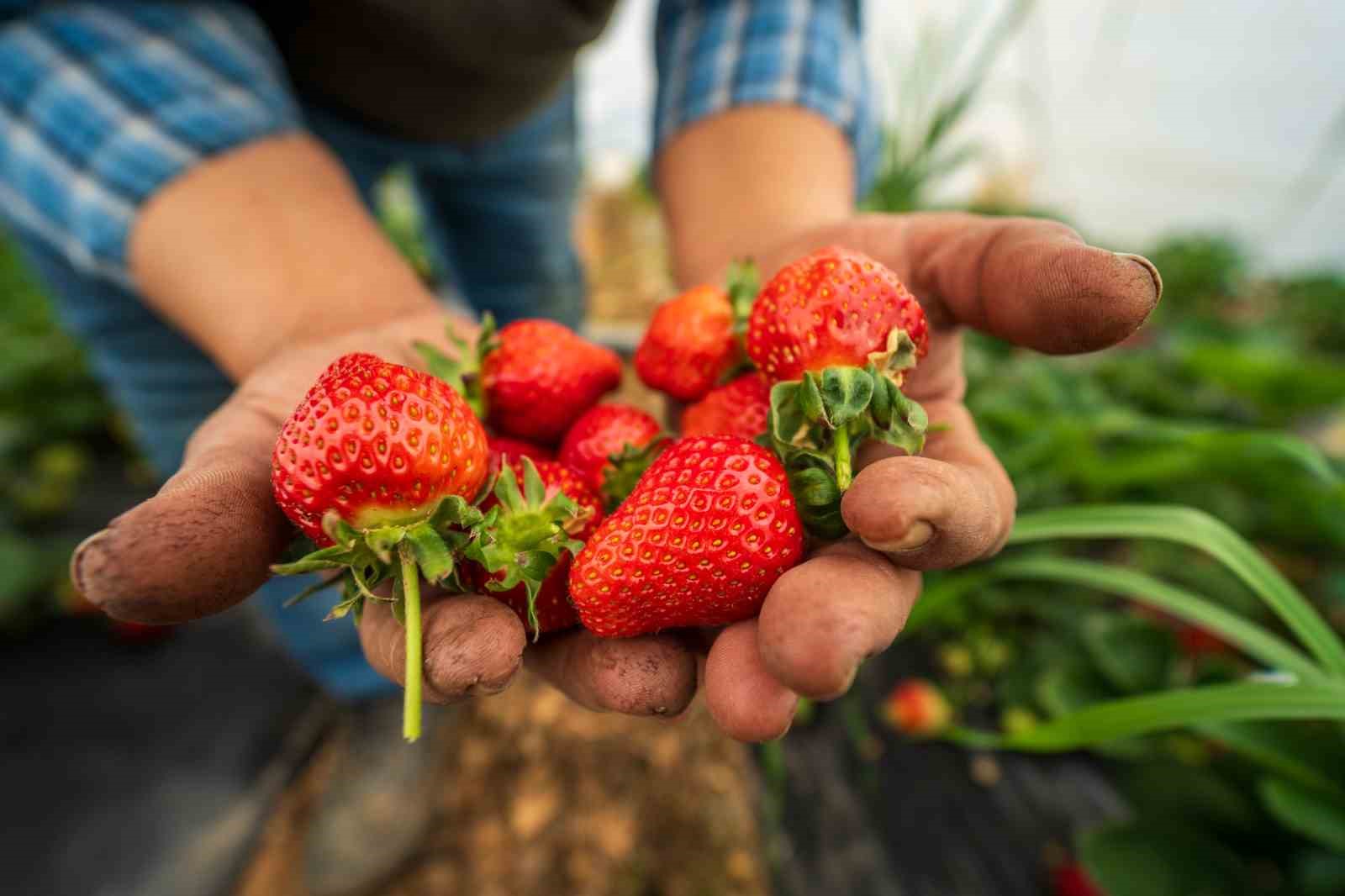 Köprübaşı çileği bu sene de çiftçinin yüzünü güldürdü
