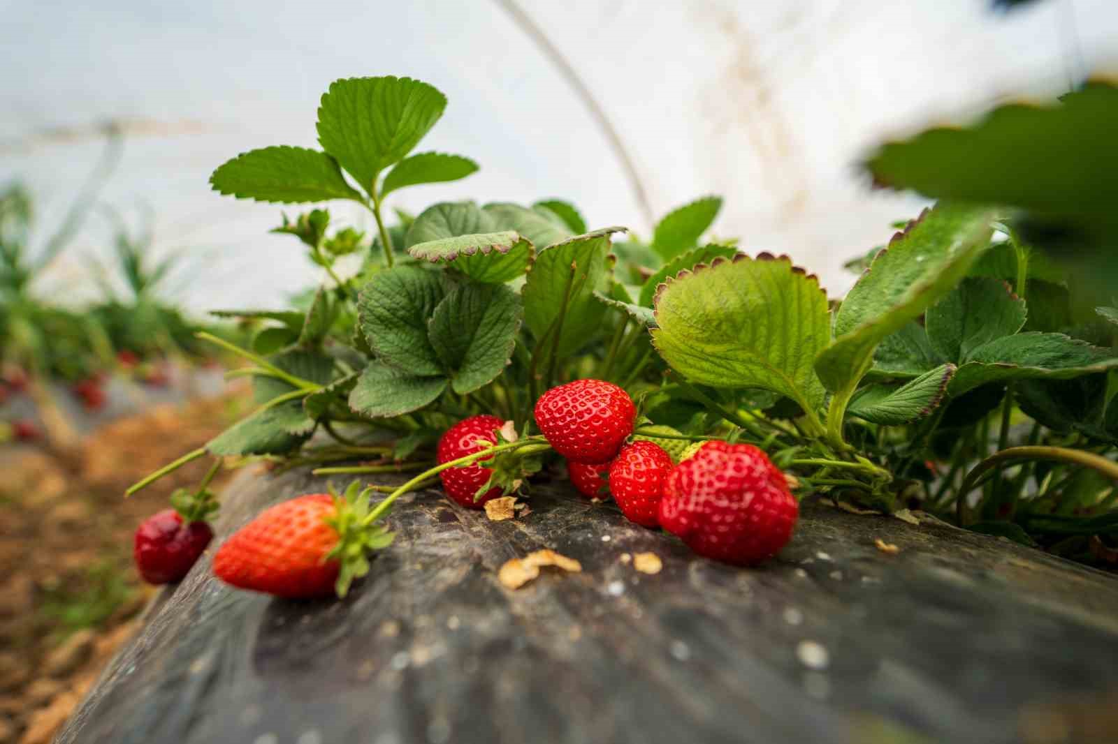 Köprübaşı çileği bu sene de çiftçinin yüzünü güldürdü

