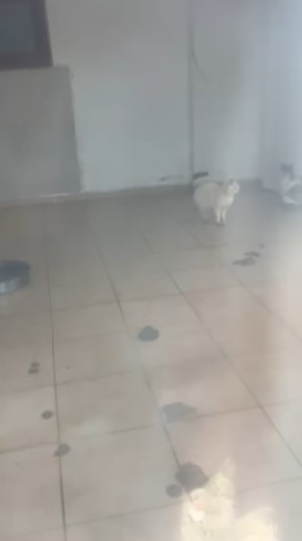 Kötü şartlarda evde tutulan hayvanlar, gençlerin tepkisi sonrası kurtarıldı
