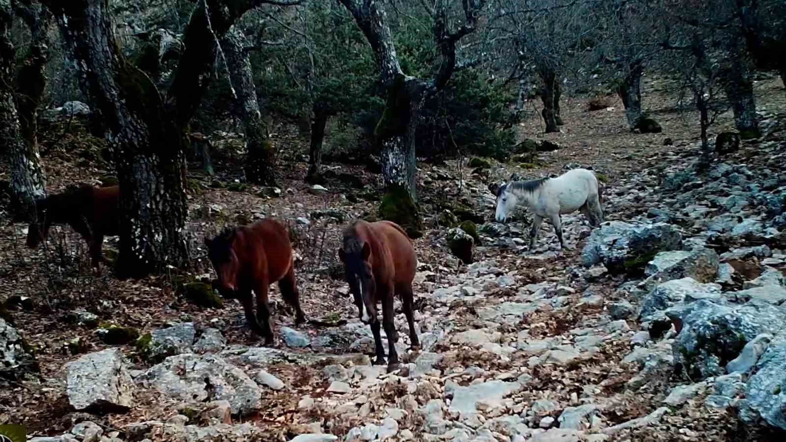 Kovada Gölü Milli Parkı’nda yaban hayatı fotokapana yansıdı

