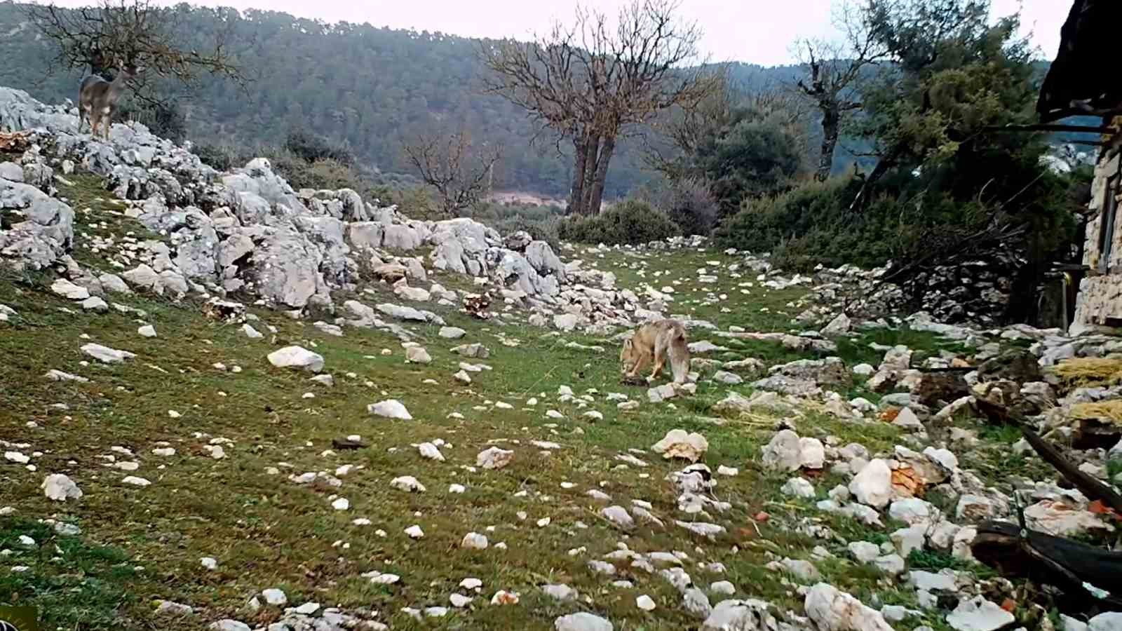 Kovada Gölü Milli Parkı’nda yaban hayatı fotokapana yansıdı
