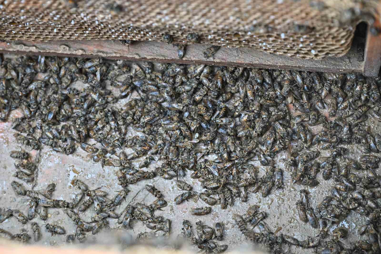 Kovanları sele kapılan Salihlili arıcıya, büyükşehirden destek
