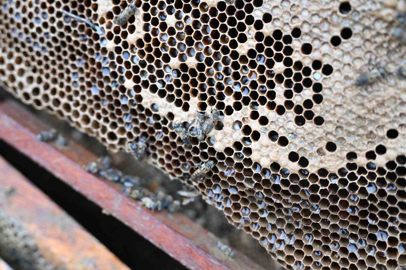 Kovanları sele kapılan Salihlili arıcıya, büyükşehirden destek
