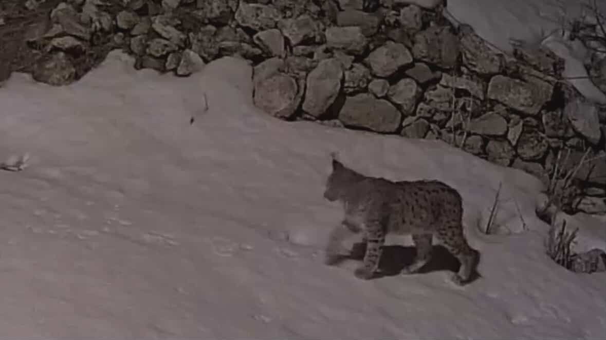 Köy yerleşim alanında yiyecek arayan vaşak güvenlik kamerasına yansıdı
