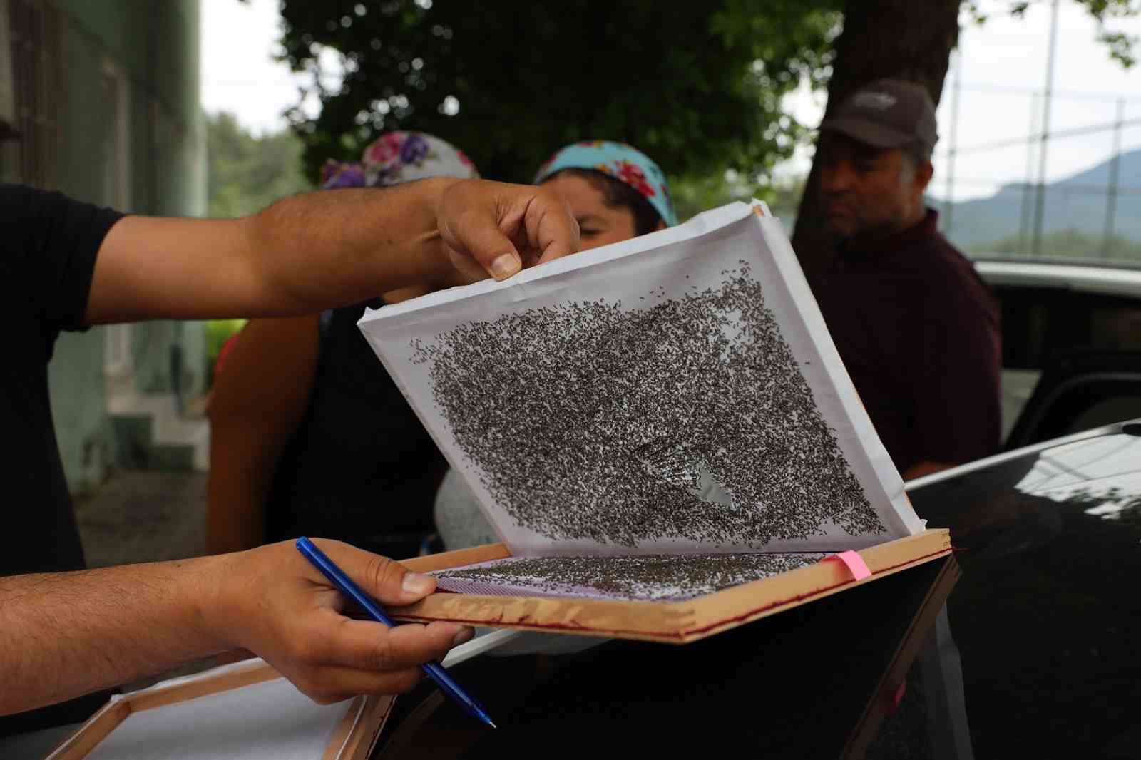 Köyceğiz’de 98 üreticiye İpekböceği larvası dağıtıldı
