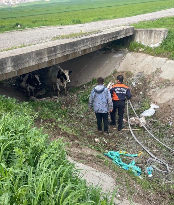 Köyden kaçan iki inek itfaiye ekiplerince yakalandı
