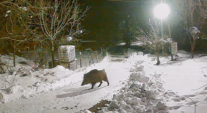 Köye inen aç kalan yabani hayvanlar güvenlik kameralarına yakalandı
