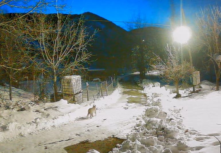 Köye inen aç kalan yabani hayvanlar güvenlik kameralarına yakalandı
