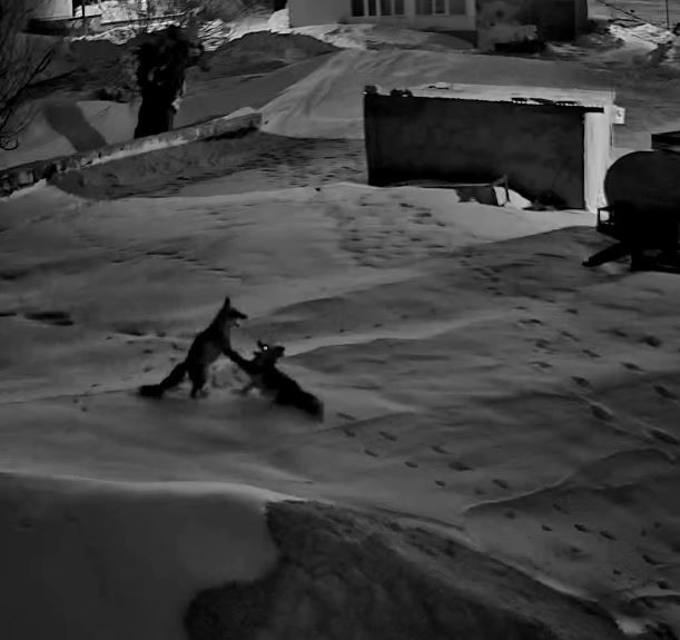 Köye inen tilkiler birbirine girdi, o anlar kameraya yansıdı
