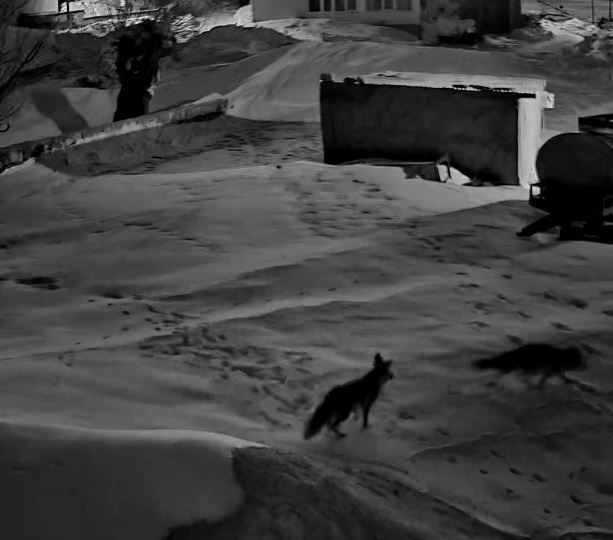 Köye inen tilkiler birbirine girdi, o anlar kameraya yansıdı
