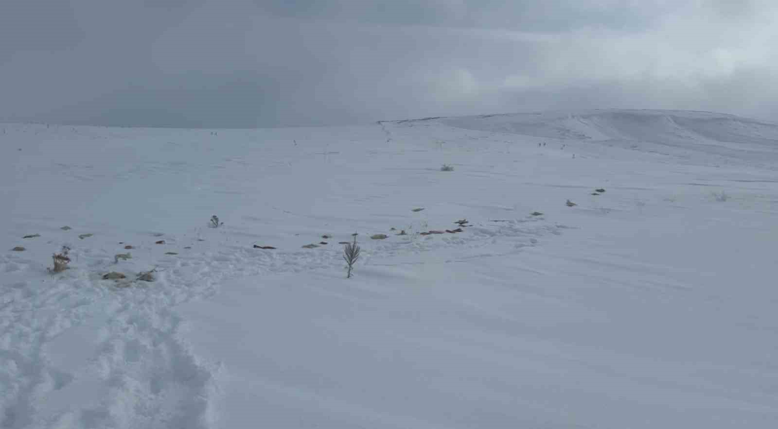 Köyün kâbusu olan kurtlar için araziye yiyecek bırakıldı
