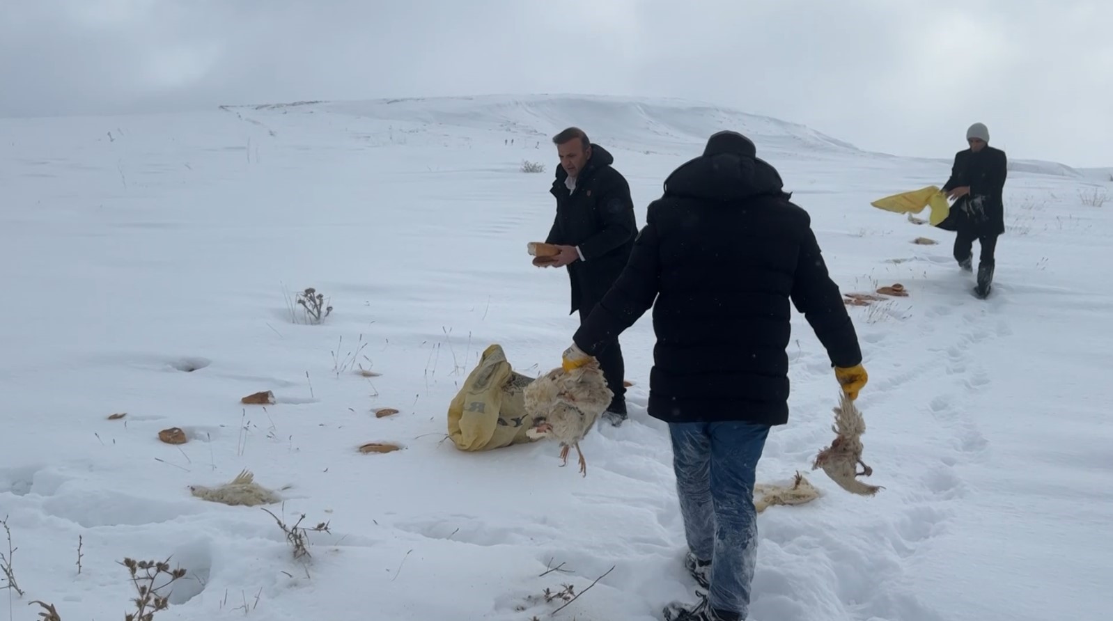 Köyün kâbusu olan kurtlar için araziye yiyecek bırakıldı
