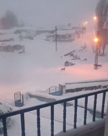 Köyün kâbusu olan kurtlar için araziye yiyecek bırakıldı
