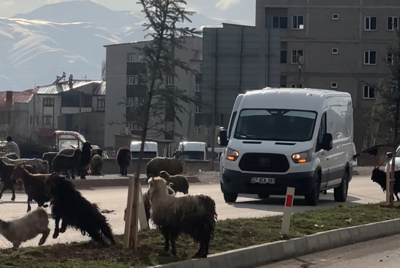 Koyunlar refüjde otladı, sürücüler bekledi
