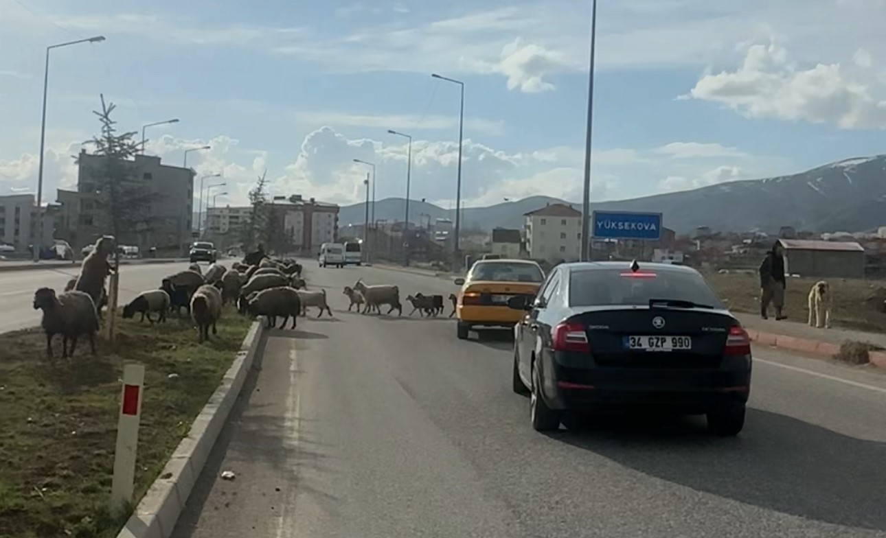 Koyunlar refüjde otladı, sürücüler bekledi
