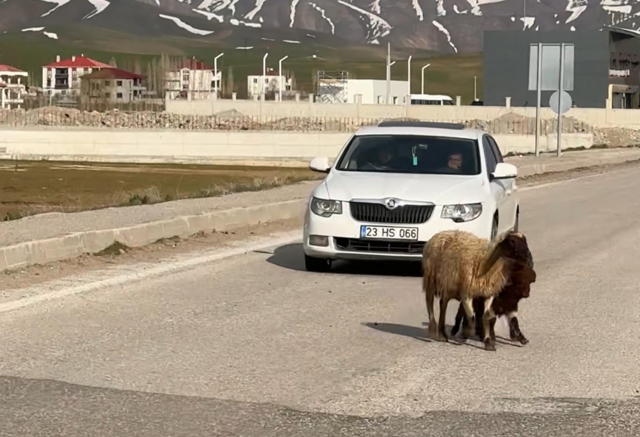 Koyunlar refüjde otladı, sürücüler bekledi
