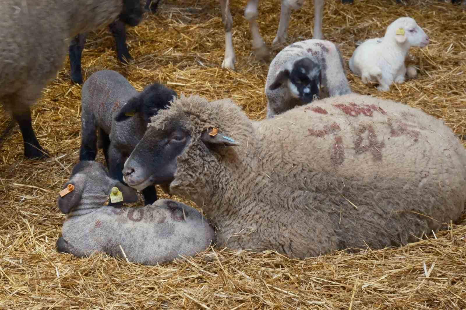 Koyunlara suni tohumlama geliyor
