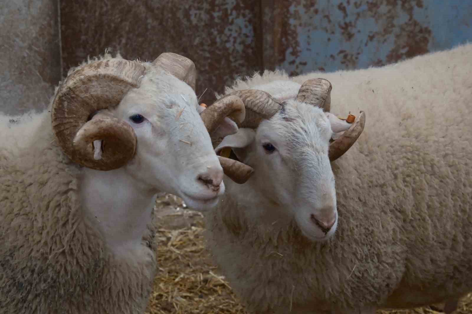 Koyunlara suni tohumlama geliyor
