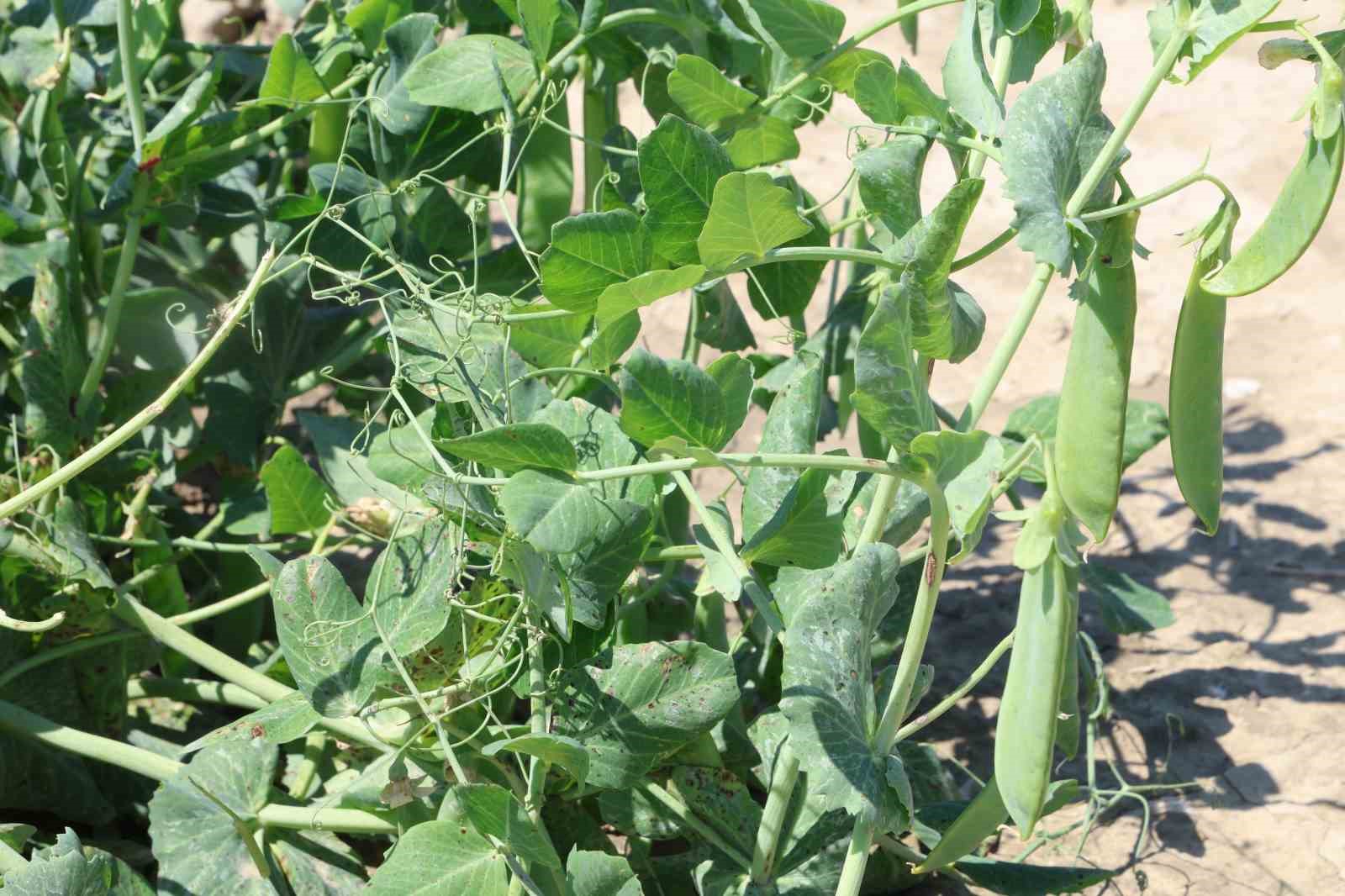 Kozan bezelyesi görünümüyle Karadeniz hamsisine benzetildi
