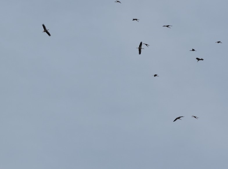 Kozan semalarında leyleklerin göç yolculuğu mest etti
