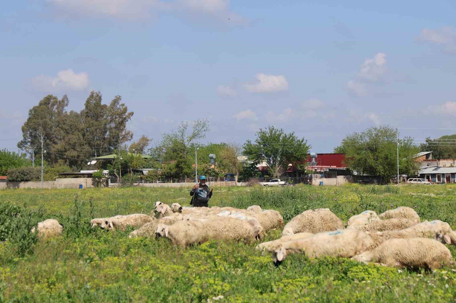 Kozan’da ıslah edilen mera alanı dualarla açıldı, sürüler alanda otlamaya başladı
