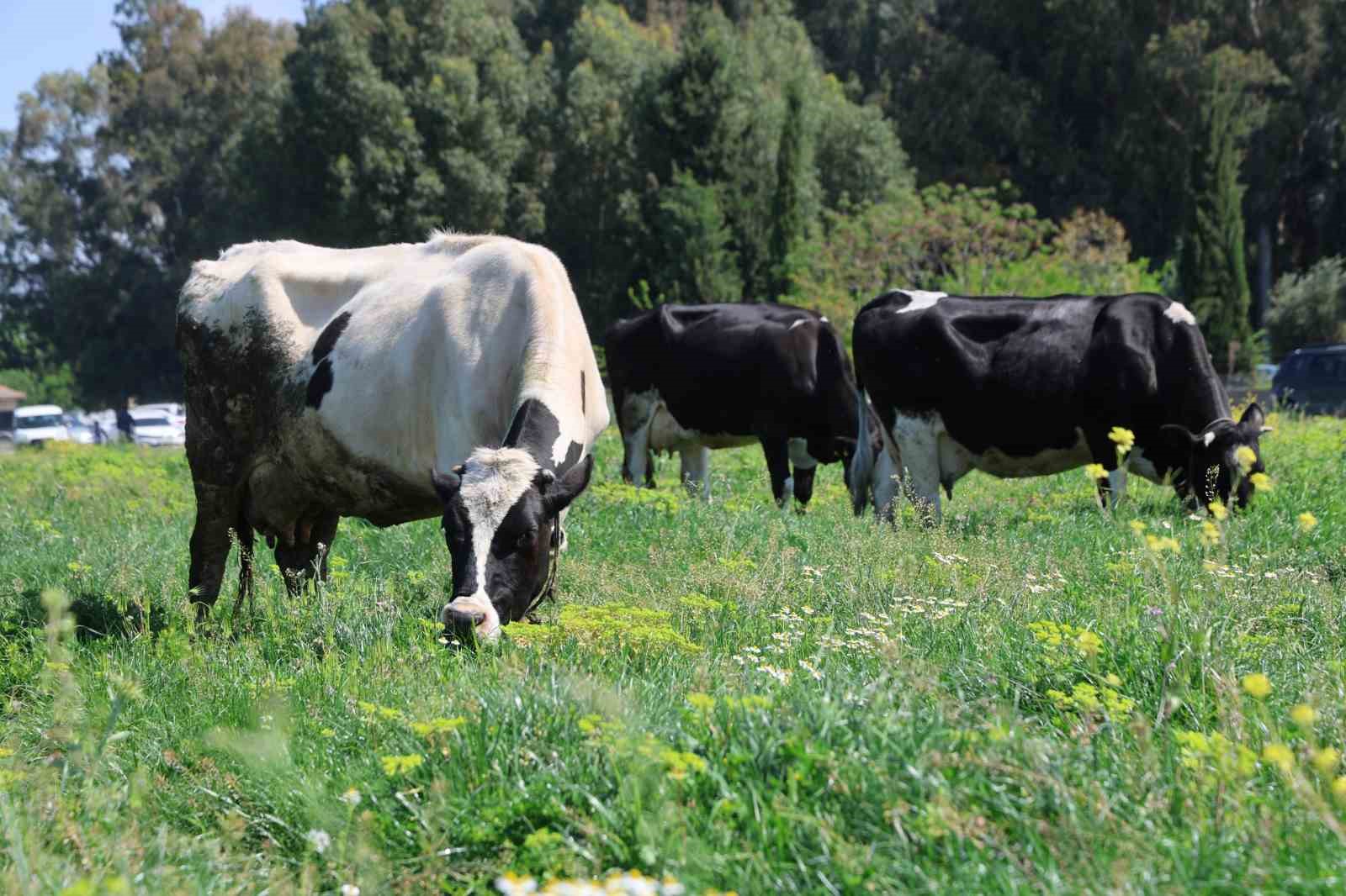 Kozan’da ıslah edilen mera alanı dualarla açıldı, sürüler alanda otlamaya başladı
