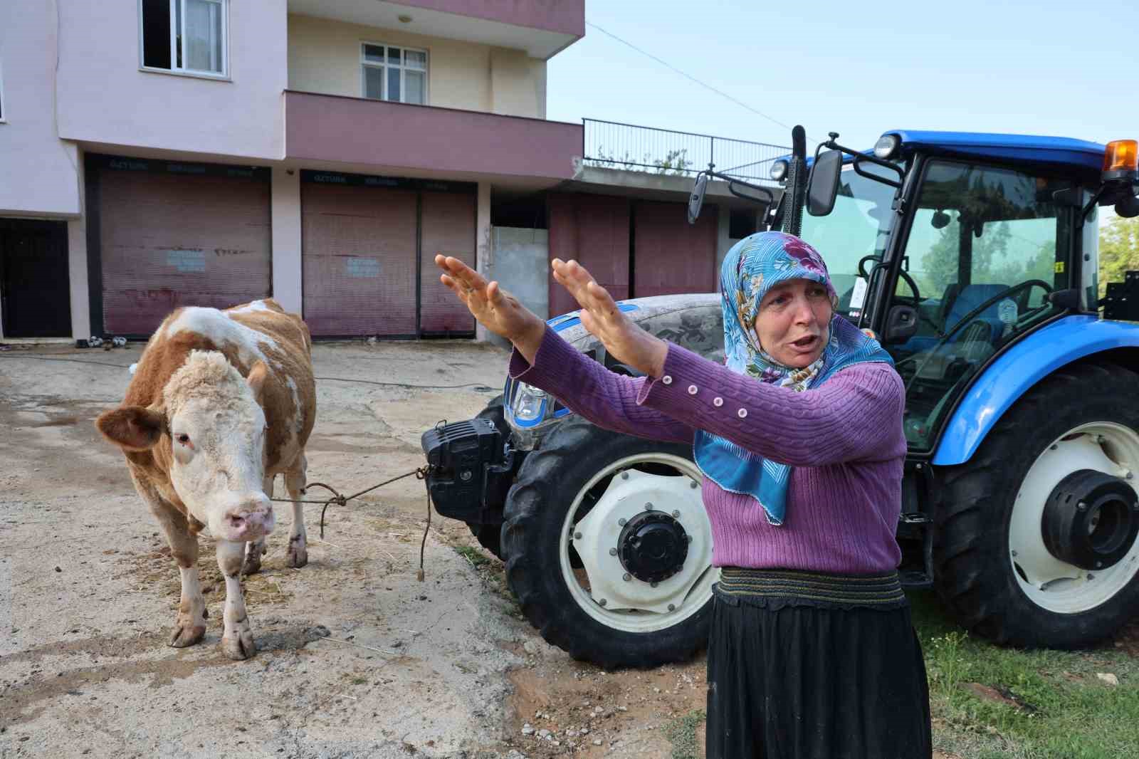 Kozan’daki selde hayvanları telef olan kadın: "Bir anda sel geldi, ahırın üstünü aştı"
