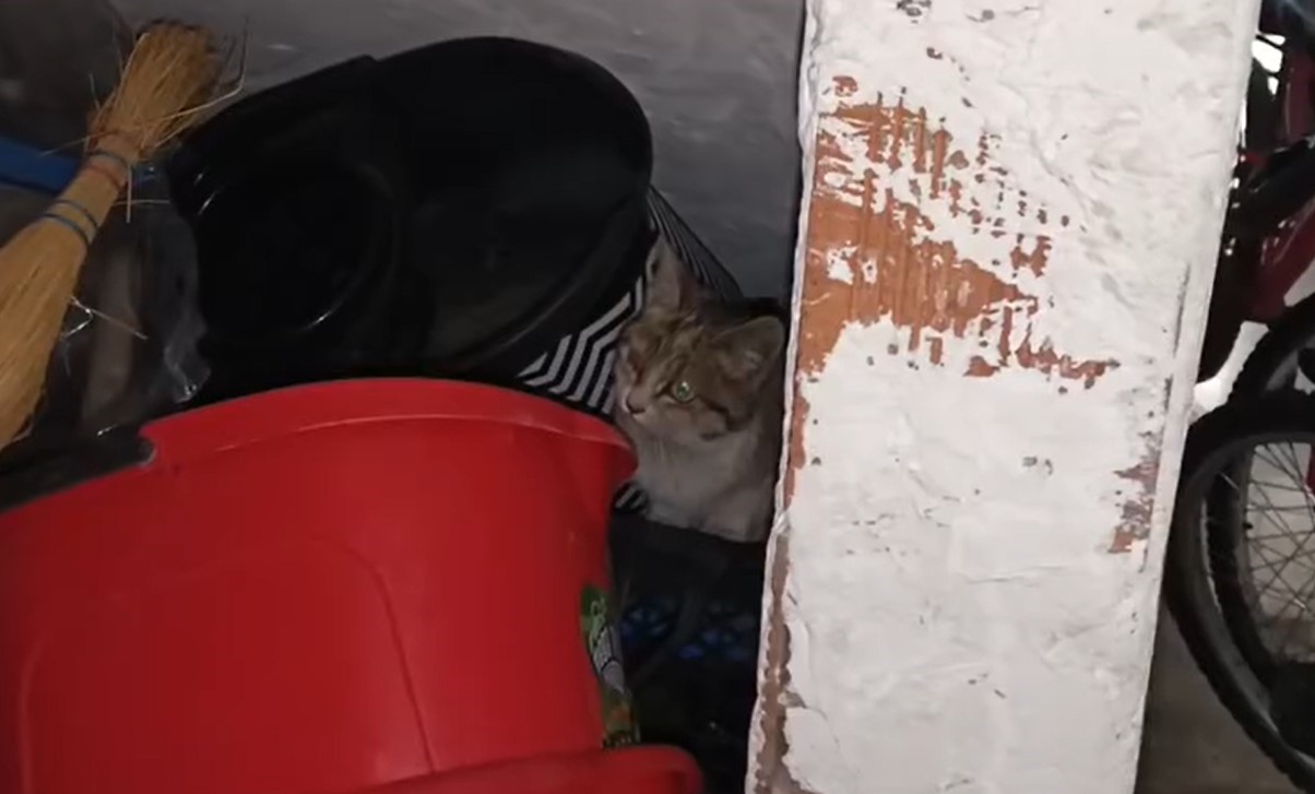 Küçük Yaser Kaan’ın dikkati kediyi kurtardı
