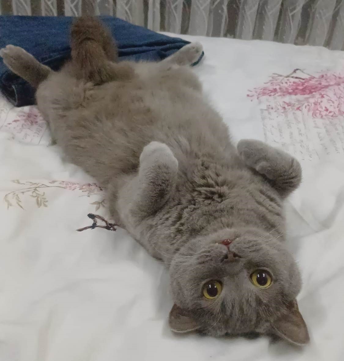 Kuduz aşısı sonrası kedileri ölen aile şikayetçi oldu
