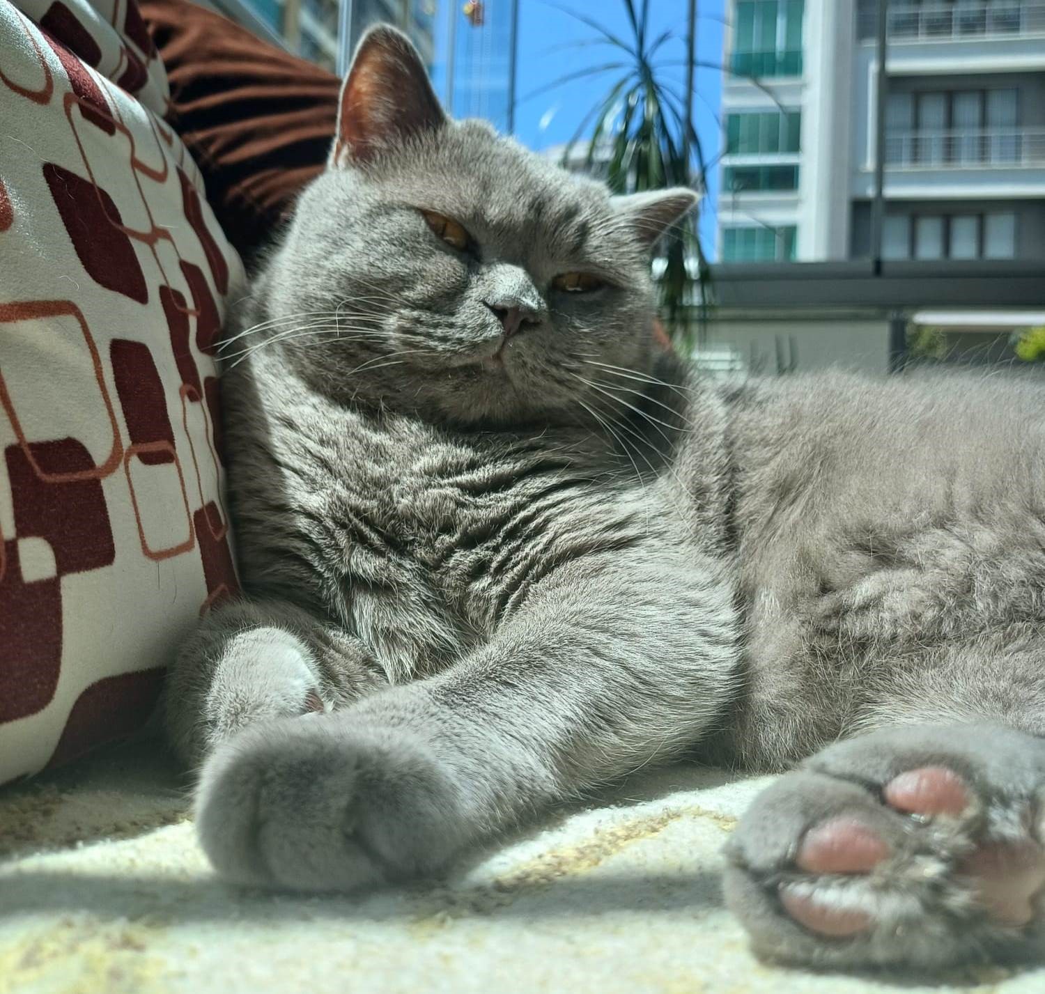 Kuduz aşısı sonrası kedileri ölen aile şikayetçi oldu
