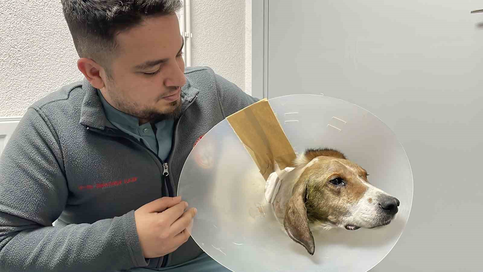 Kulağından beynine tümör yayılan sokak köpeği zorlu operasyonla hayata tutundu
Kulağından beynine tümör yayılan sokak köpeği zorlu operasyonla hayata tutundu