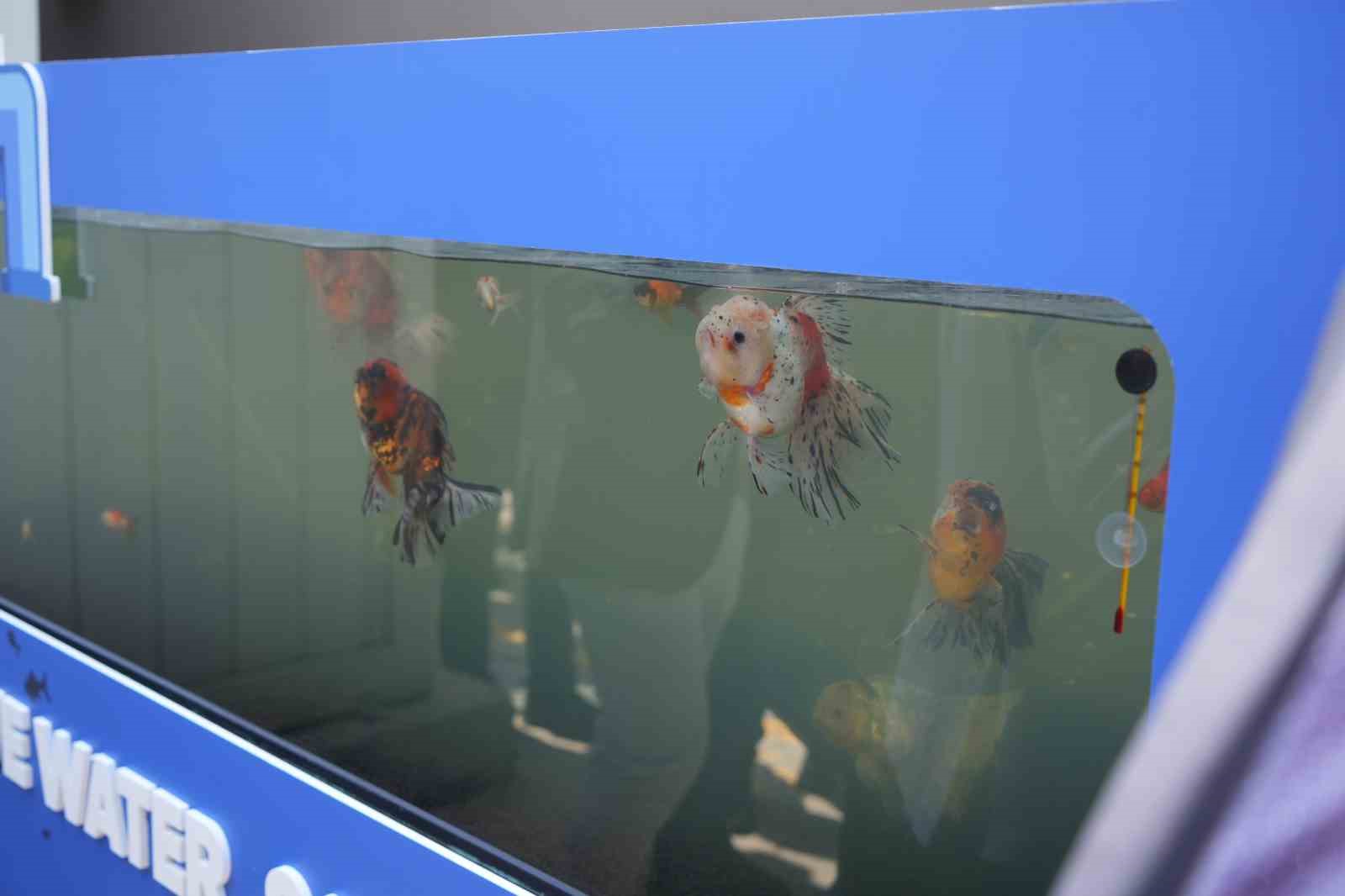 Kullanıp arıttıkları suda Japon balığı besliyorlar
