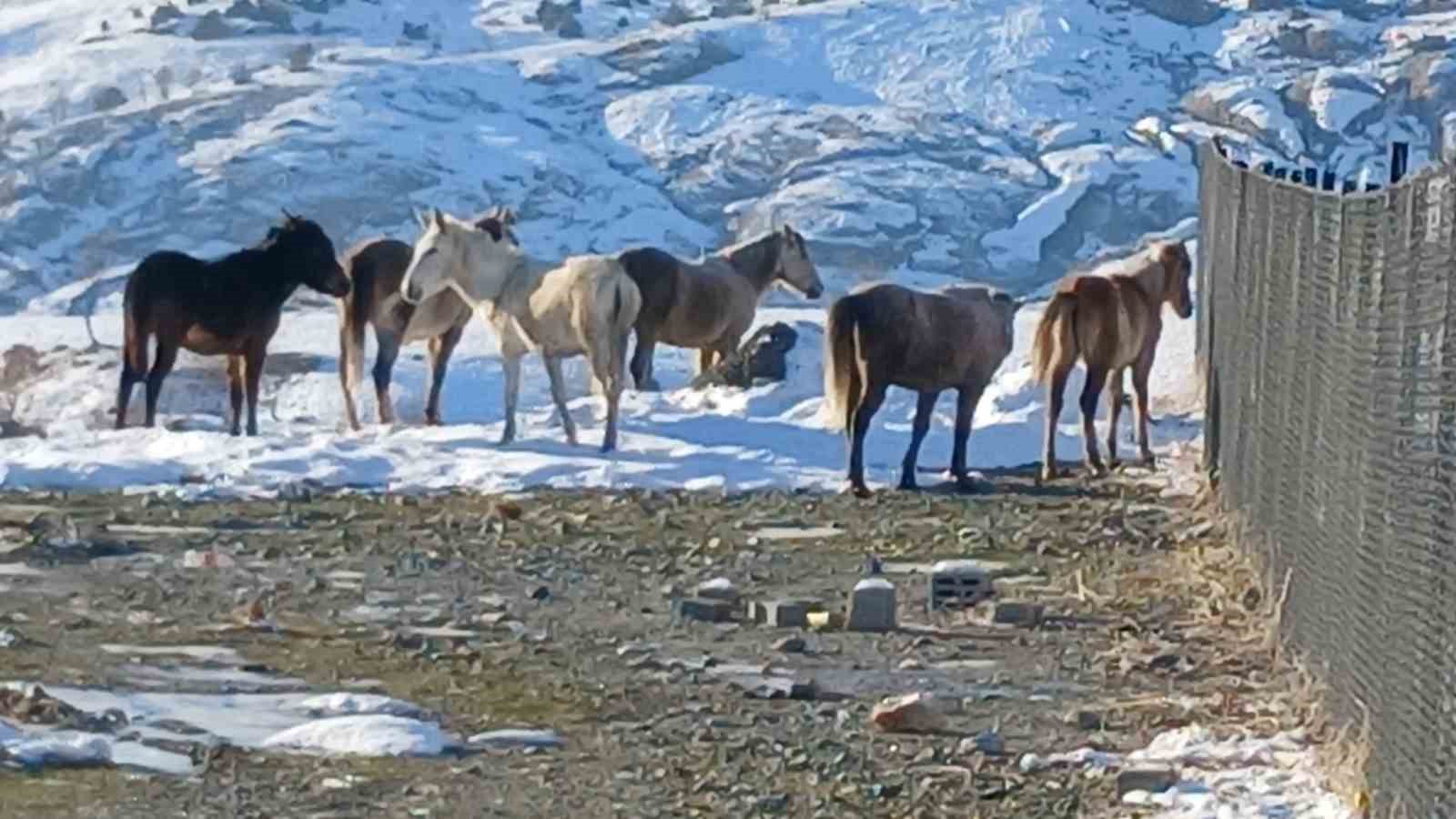 Kulp’ta aç kalan yaban atları grup halinde merkeze indi
